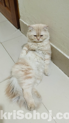 Persian Cat